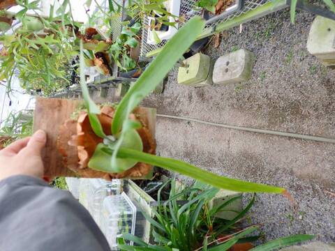 商品一覧 - Y's Exotics （山田食虫植物農園）