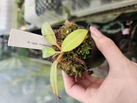 Nepenthes Hybrids（ネペンテス交配種）の商品一覧 | Y's Exotics