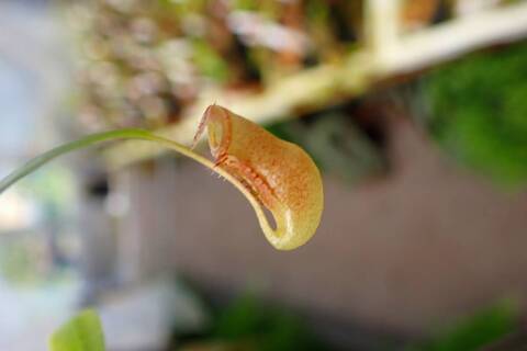 Nepenthes（ネペンテス/ウツボカズラ）の商品一覧 | Y's Exotics
