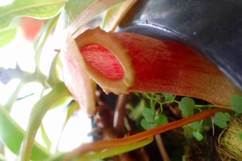 Nepenthes（ネペンテス/ウツボカズラ）の商品一覧 | Y's Exotics