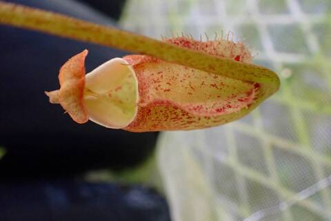 Nepenthes（ネペンテス/ウツボカズラ）の商品一覧 | Y's Exotics