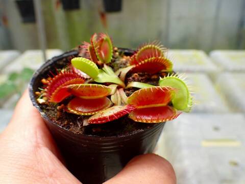 G662 1-3 Dionaea muscipula 鈴木系 original