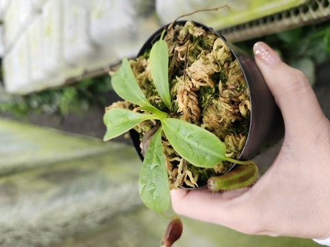 商品一覧 - Y's Exotics （山田食虫植物農園）