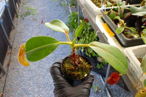 J257 5-1 N. (truncata x peltata Y's) x edwardsiana #NNN
