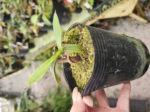 G020 1-2 N. issei (alata x burkei) 一正園