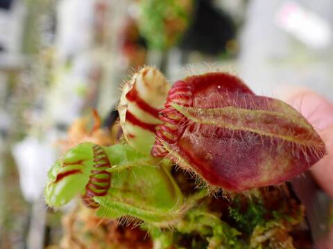 Y's Exotics （山田食虫植物農園）