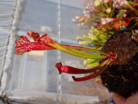 商品一覧 - Y's Exotics （山田食虫植物農園）