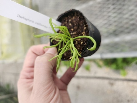 Y133 2H Darlingtonia californica Y's Lab