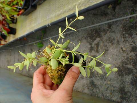 J553 5-3 Dischidia pectenoides 中川