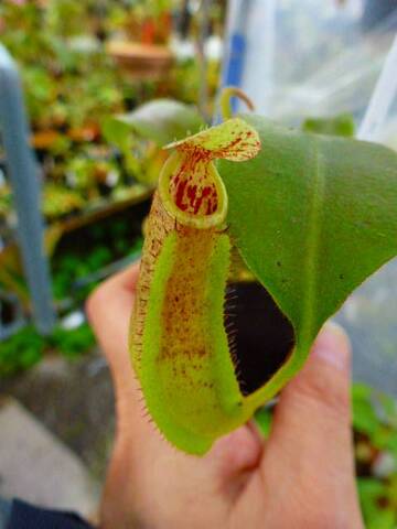 Nepenthes（ネペンテス/ウツボカズラ）の商品一覧 | Y's Exotics （山田食虫植物農園）