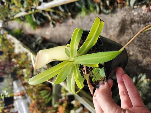 Nepenthes（ネペンテス/ウツボカズラ）の商品一覧 | Y's Exotics （山田食虫植物農園）