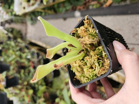 P917 1-1 H. exendiculata `Ework' (previously Hairy dwarf) AW 