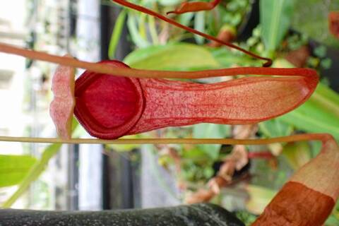 Nepenthes（ネペンテス/ウツボカズラ）の商品一覧 | Y's Exotics