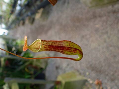 E149 3-1 N. gracilis NE-11 赤袋巨大 MT