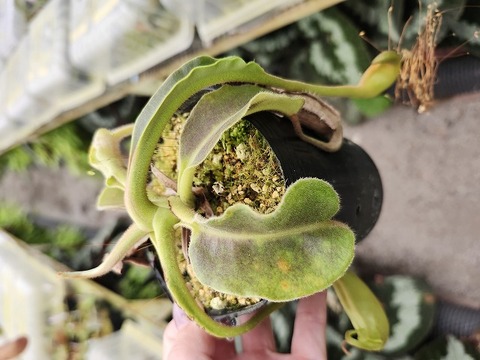 Nepenthes（ネペンテス/ウツボカズラ）の商品一覧 | Y's Exotics