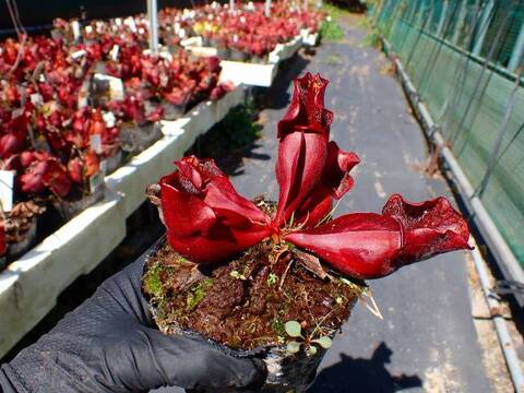 G517 S. purpurea ssp. venosa 伊勢花菖蒲園選別丸形株 No.80 MS