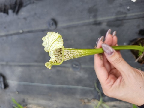 Sarracenia（サラセニア）の商品一覧 | Y's Exotics （山田食虫