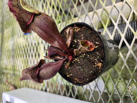 商品一覧 - Y's Exotics （山田食虫植物農園）