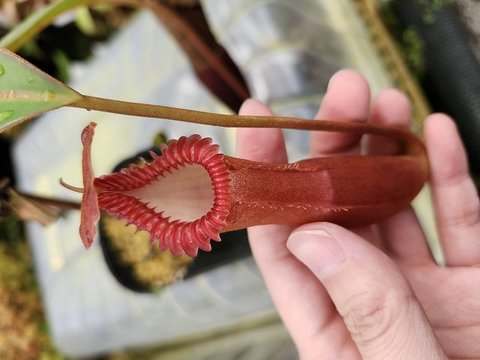 Nepenthes（ネペンテス/ウツボカズラ）の商品一覧 | Y's Exotics （山田食虫植物農園）