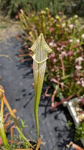 Sarracenia（サラセニア）の商品一覧 | Y's Exotics （山田食虫植物農園）