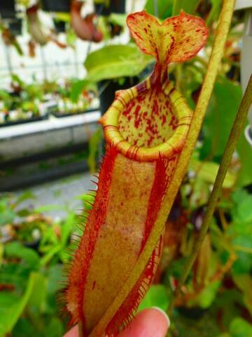 Nepenthes（ネペンテス/ウツボカズラ）の商品一覧 | Y's Exotics （山田食虫植物農園）