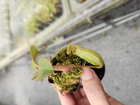 商品一覧 - Y's Exotics （山田食虫植物農園）