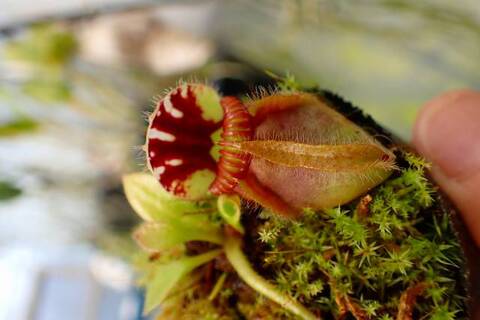 Cephalotus follicularis （セファロタス/フクロノユキノシタ