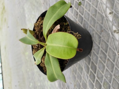 E588 5-1 N. veitchii candy red stripe x veitchii (K) Y's 