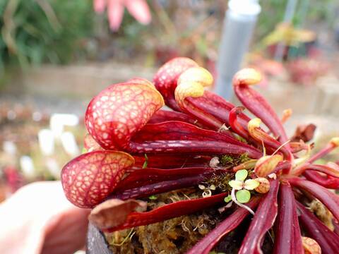 G210 4-1 S. psittacina (dark maroon) Lee's