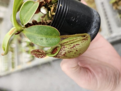Nepenthes Hybrids（ネペンテス交配種）の商品一覧 | Y's Exotics