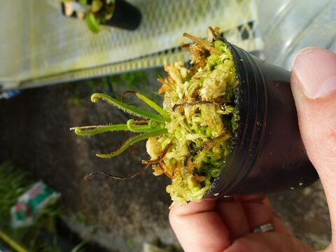 【大特価】カンタロープアイランド（枝変わり） カンタロープアイランド（枝変わり） Cantaloupe Island