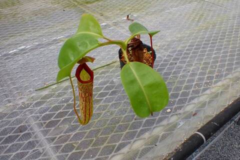 Y341 5-3 N. maxima-dark x truncata EP