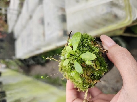 商品一覧 - Y's Exotics （山田食虫植物農園）
