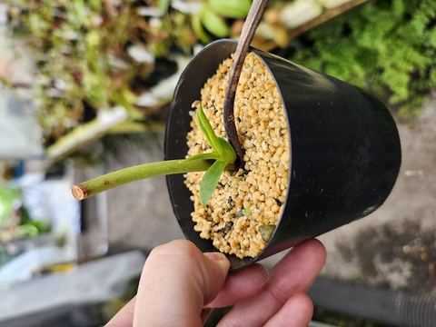 Nepenthes（ネペンテス/ウツボカズラ）の商品一覧 | Y's Exotics （山田食虫植物農園）