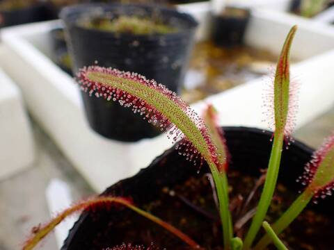 R547 4-1 D. capensis broad leaf Y's
