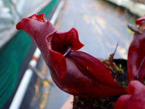 商品一覧 - Y's Exotics （山田食虫植物農園）