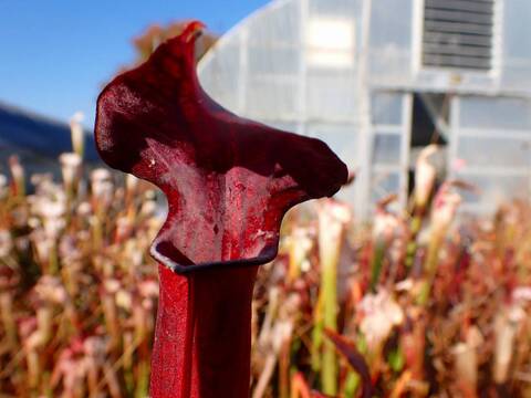 サラセニア kurichan 商品一覧 - Y's Exotics （山田食虫植物農園）