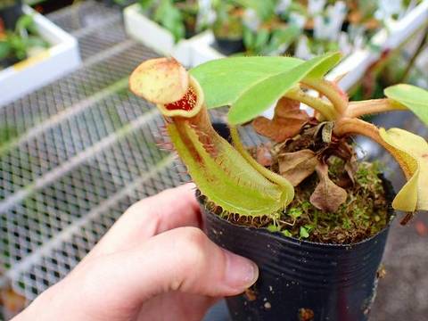 春早割 N.rajahxlowii Y's ウツボカズラ Nepenthes ネペンテス