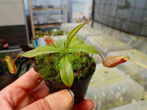 P431 1-3 N. bellii x xalisaputrana #NNN