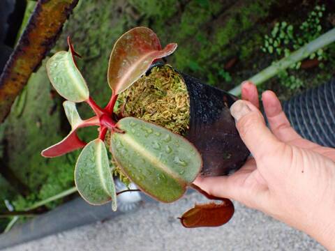 商品一覧 - Y's Exotics （山田食虫植物農園）