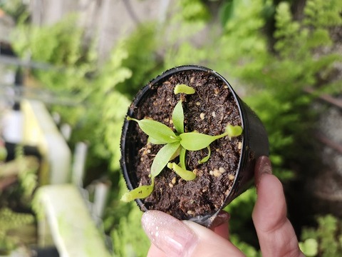 Nepenthes（ネペンテス/ウツボカズラ）の商品一覧 | Y's Exotics