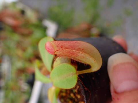 G062 5-2 [YA-10] N. veitchii Bario (very big pitcher) x veitchii Bario (stripe peristome) Y's Lab