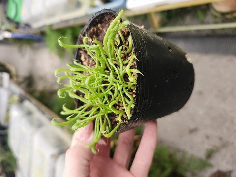 R108 1-3 Darlingtonia californica Y's Lab