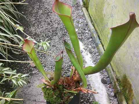 Heliamphora（ヘリアンフォラ）の商品一覧 | Y's Exotics （山田食虫植物農園）