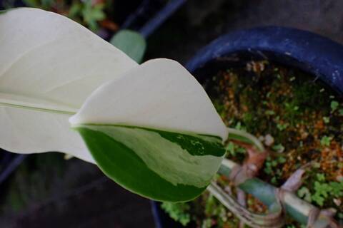 Y290 4-1 Monstera deliciosa var. borsigiana `White Variegated