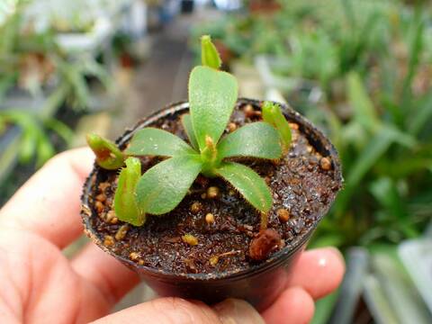 商品一覧 - Y's Exotics （山田食虫植物農園）
