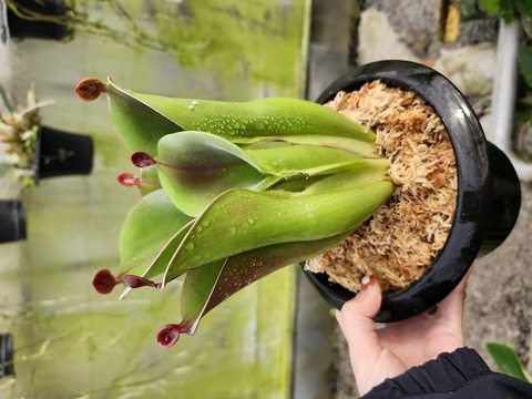食虫植物　お知らせ用 74859-1.jpg
