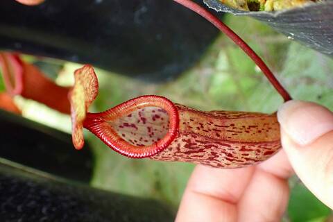 Nepenthes（ネペンテス/ウツボカズラ）の商品一覧 | Y's Exotics
