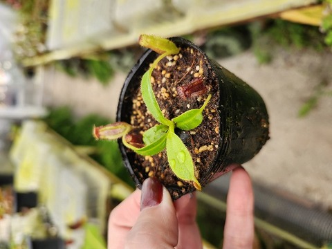 商品一覧 - Y's Exotics （山田食虫植物農園）
