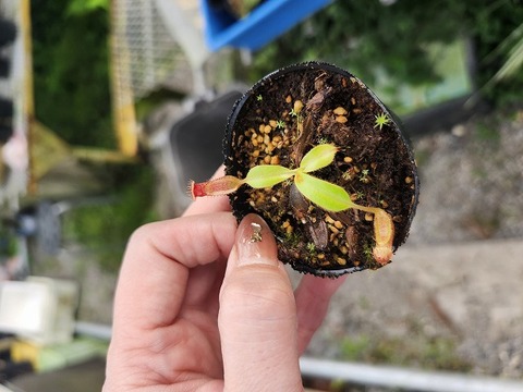 イノピナッツアゲハ（メス、インドネシア） NNN Series – Highland Nepenthes Hybrids（by konan)の商品一覧 | Y's
